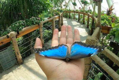 KONYA KELEBEKLER VADİSİ - PANORAMA MÜZESİ - MEVLANA MÜZESİ JAPON BAHÇESİ TURU